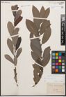 Foto von Salix cinerea L.